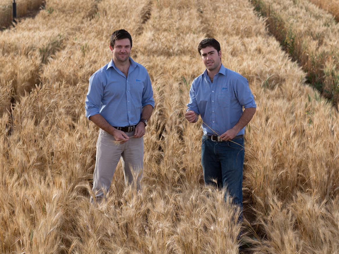 Roseworthy wheat crop