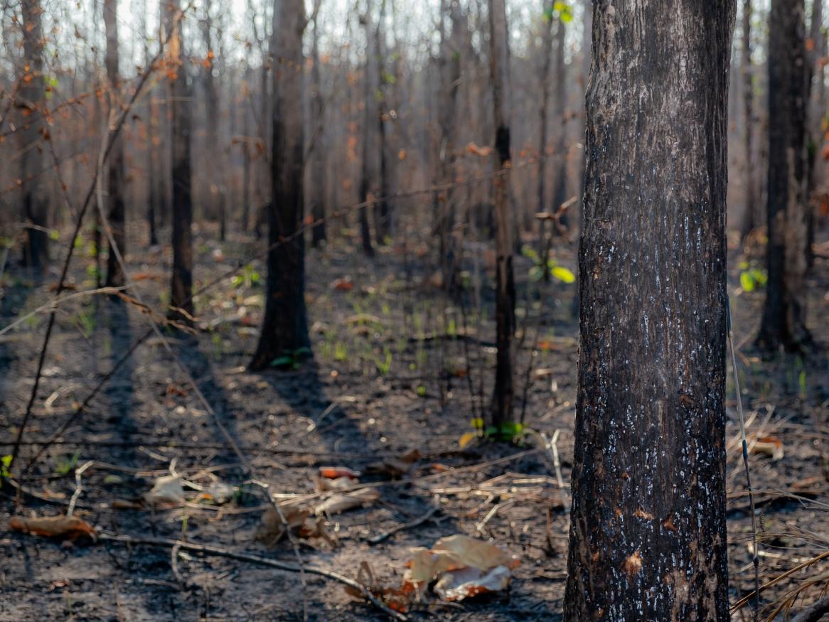 Forest fire aftermath