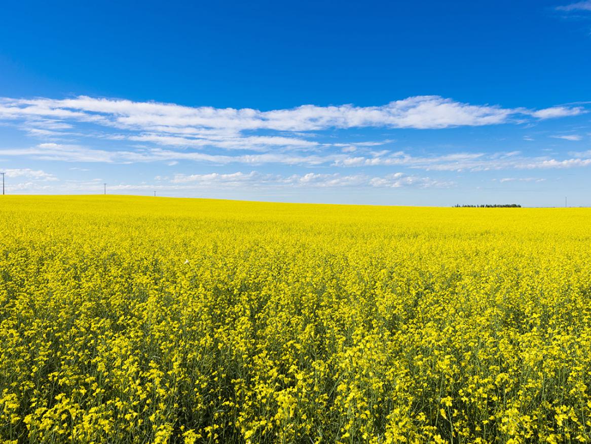 canola field