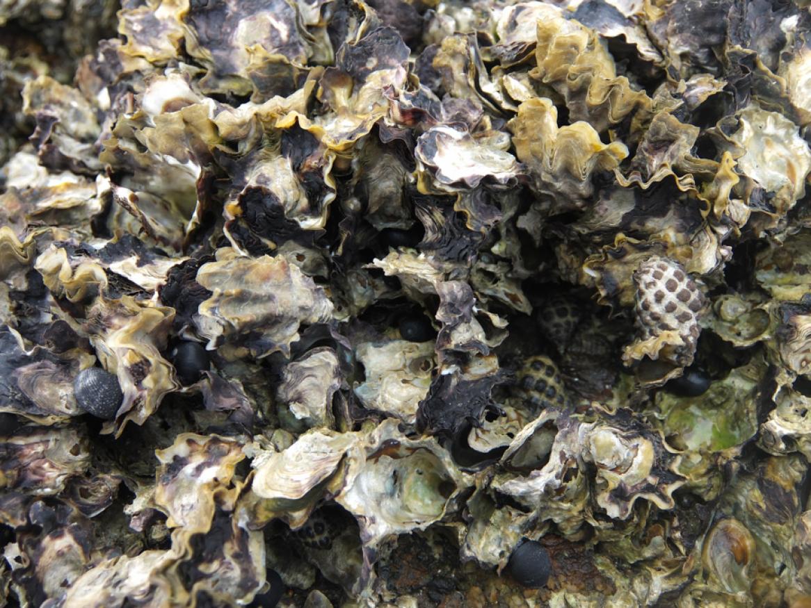 Oyster reef Photo: Dominic Mcafee