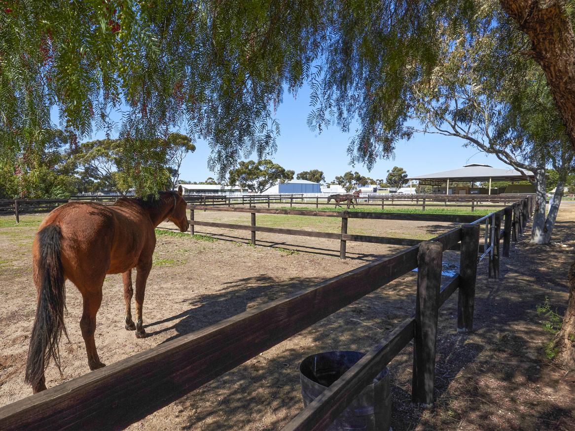 Equine yard