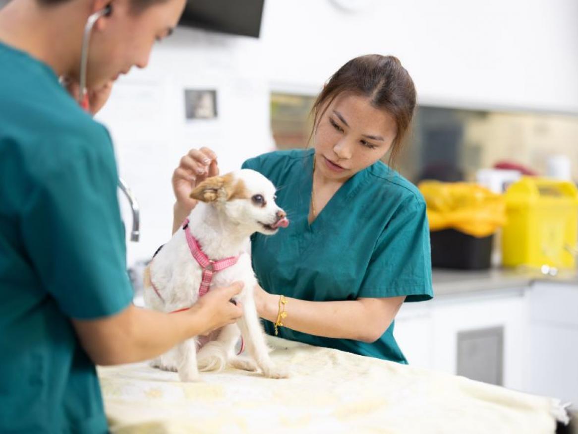 Pet Gracie with the students