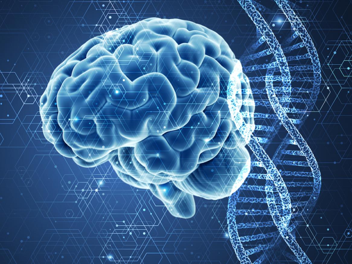 Brain and DNA
